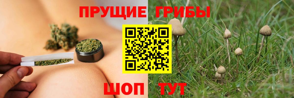 Галлюциногенные грибы Psilocybe Оренбург